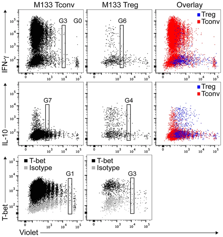 M133 Tconv and Tregs exhibit differential kinetics of T-bet and cytokine expression in DCLN.