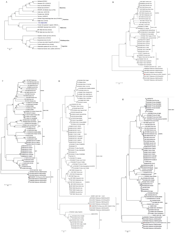 Phylogenetic analysis of novel bunyavirus proteins.