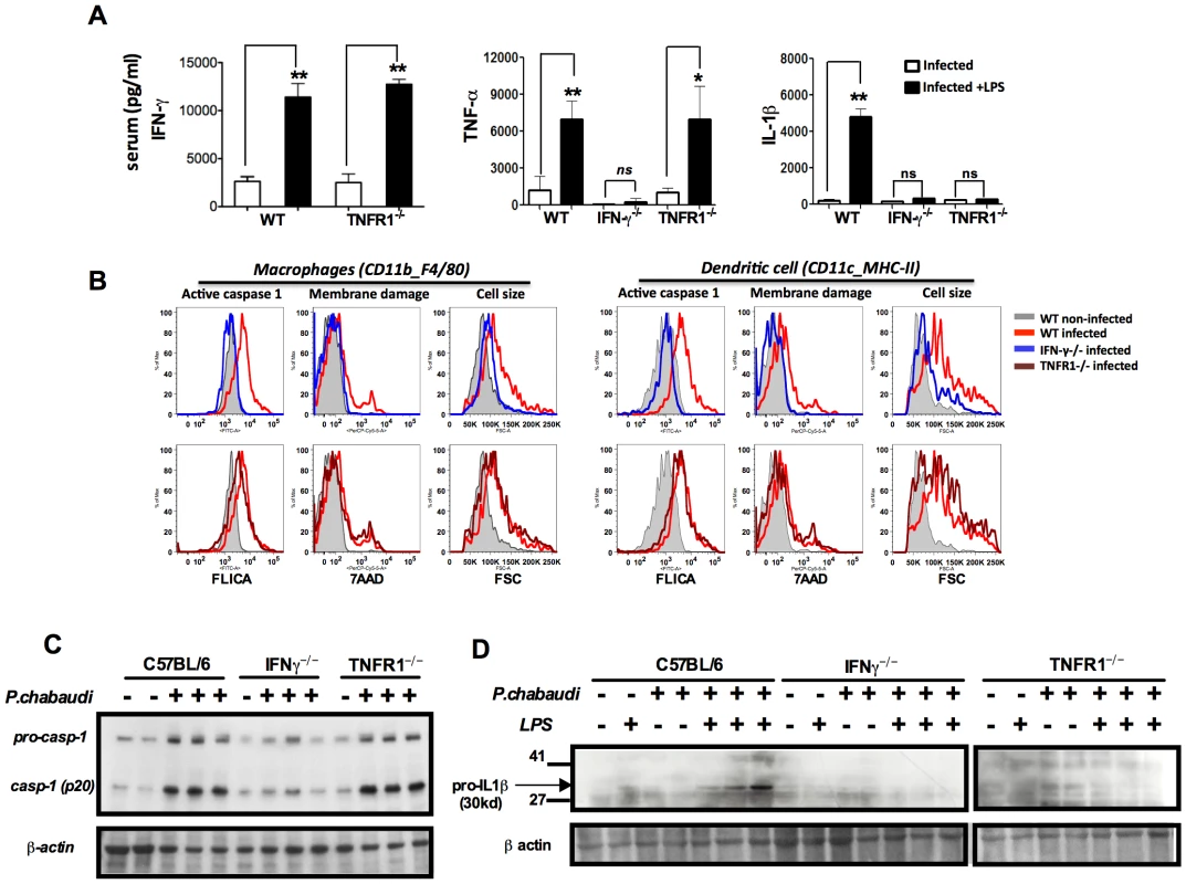Both endogenous IFN-γ and TNF-α are required for IL-1β production in mice infected with <i>P. chabaudi</i>.