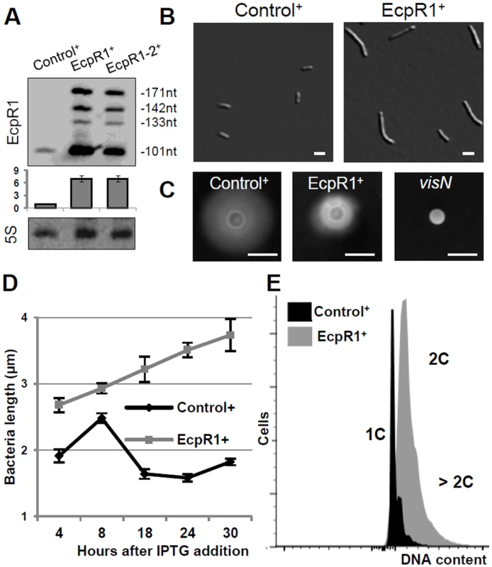 Elongated cell phenotype induced by <i>ecpR1</i> overexpression.