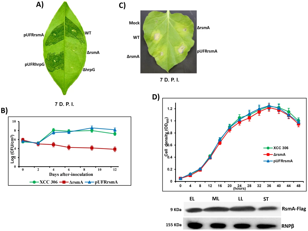 <i>rsmA</i> is required for the pathogenicity of <i>Xanthomonas citri</i> subsp. citri in the host plant sweet orange and contributes to the hypersensitive response (HR) in tobacco leaves (<i>Nicotiana benthamiana</i>).