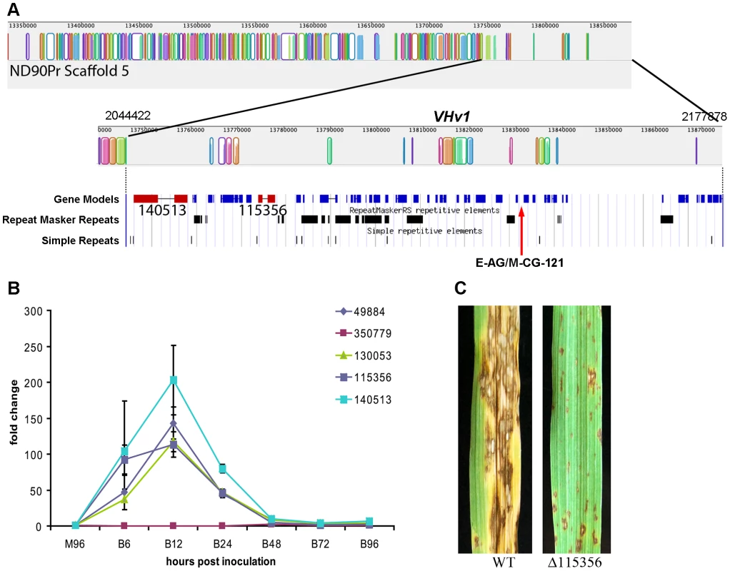 Genomic organization of the scaffold associated with the <i>VHv1</i> locus conferring high virulence of pathotype 2 isolate ND90Pr to barley cv. Bowman compared to the corresponding region in pathotype 0, isolate ND93-1.
