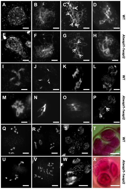 <i>Atwapl1-1wapl2</i> plants exhibit defects during male meiosis.