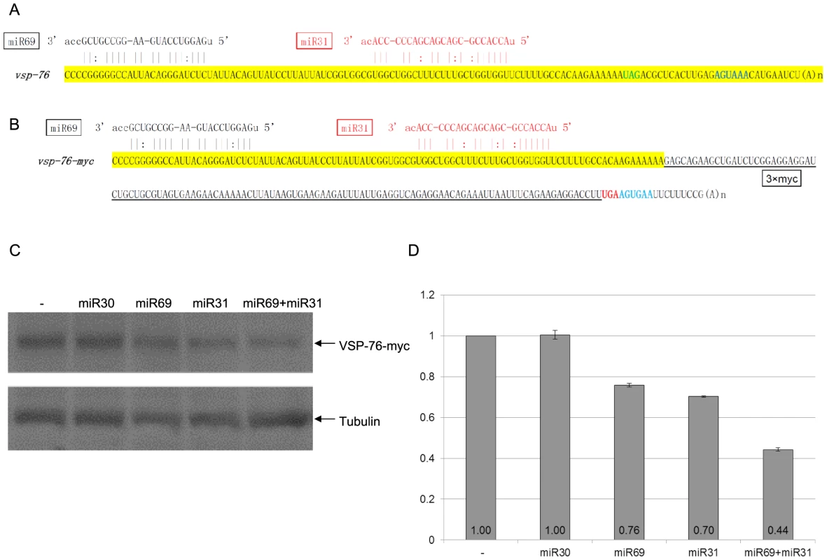 miRNA-mediated regulation of VSP-76 expression.