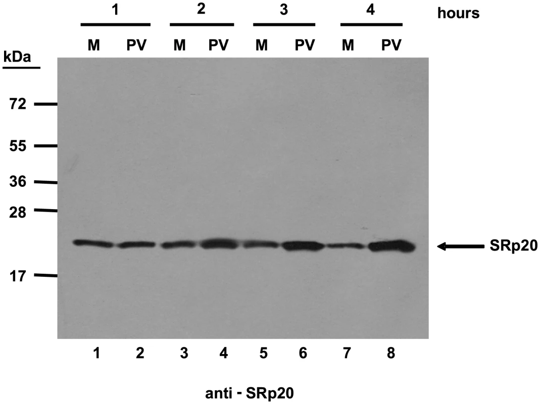 SRp20 is present in cytoplasmic extracts from both mock- or poliovirus-infected cells.