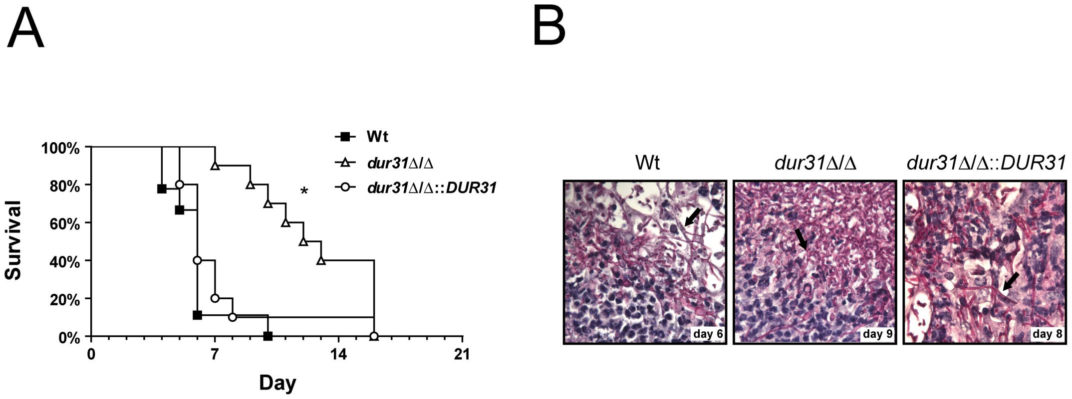 <i>DUR31</i> deletion attenuated virulence in a mouse model of hematogenously disseminated candidiasis.
