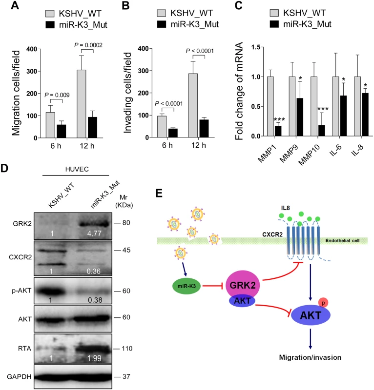 Deletion of miR-K3 from the KSHV genome attenuates KSHV induction of endothelial cell migration and invasion.