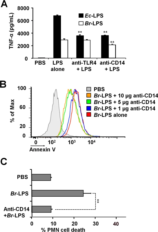 Neutralization of CD14 protects against <i>Br-</i>LPS-induced PMN cell death.