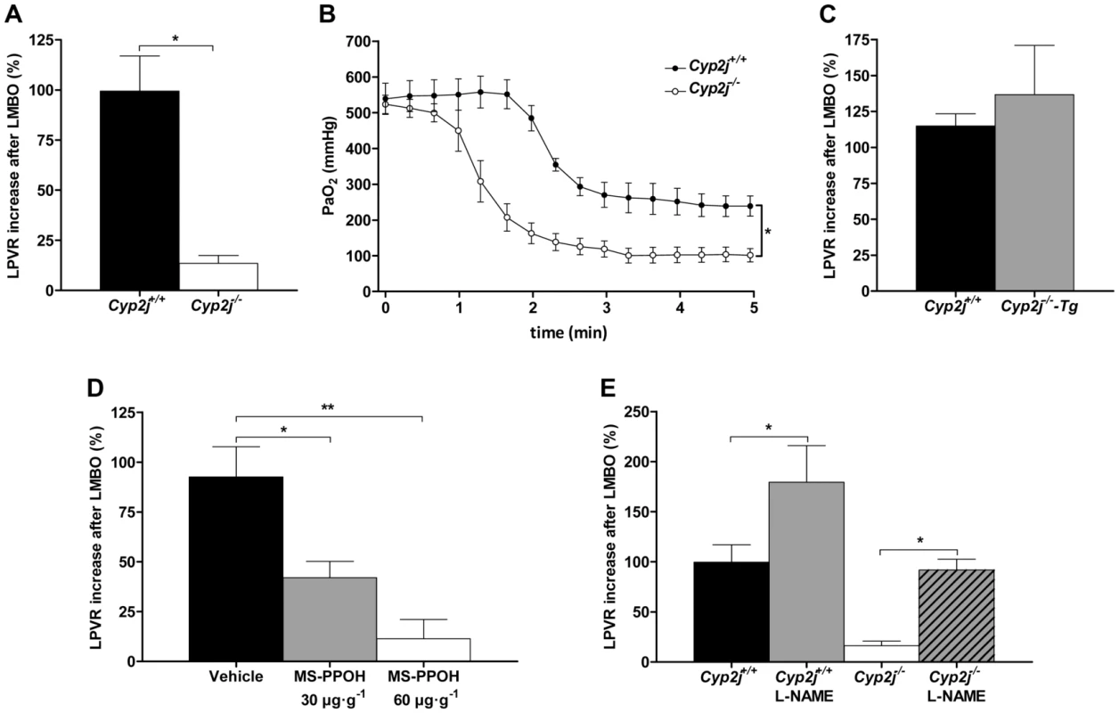 (A) Percent increase in left lung pulmonary vascular resistance (LPVR) in response to left mainstem bronchial occlusion (LMBO) in <i>Cyp2j<sup>+/+</sup></i> and <i>Cyp2j<sup>−/−</sup></i> mice (n = 10 per group).