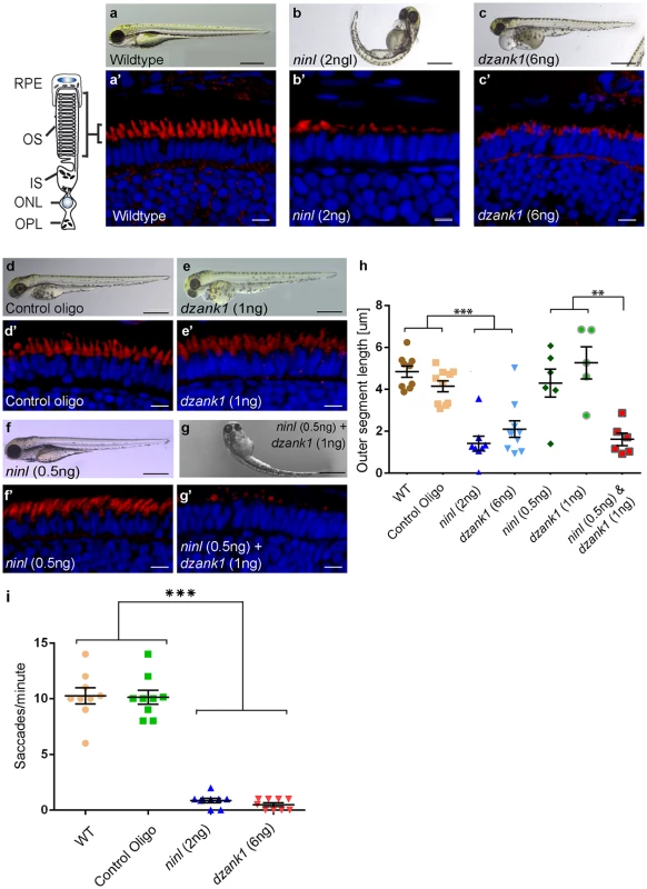 Morphological, functional and epistatic effects of <i>ninl</i> and <i>dzank1</i> knockdown in zebrafish retina.