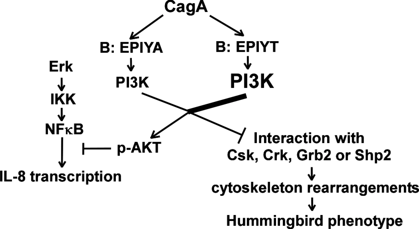 Proposed model showing that CagA may regulate activation of the PI3-kinase/AKT pathway through B-domain alternative TPM sequences.