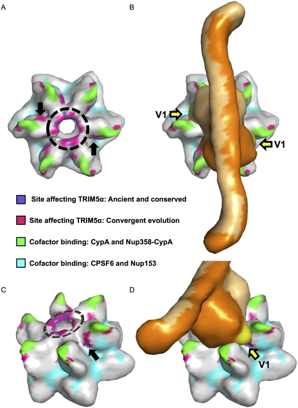 An evolutionarily-guided model for TRIM5α binding to capsid hexamers.
