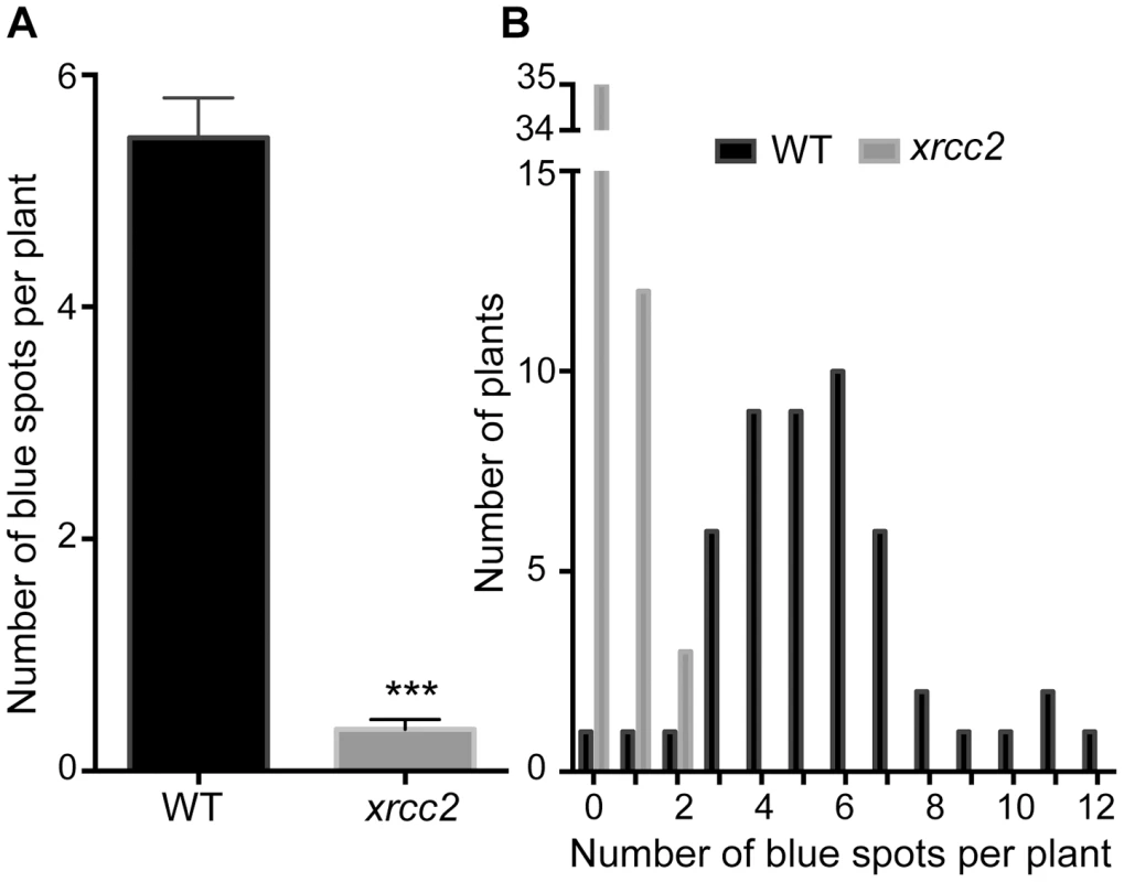 Spontaneous DGU.US recombination is reduced in the <i>xrcc2</i> mutant.