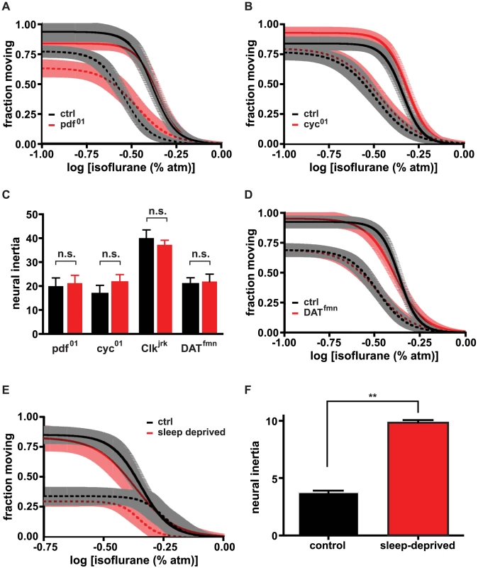 Neural inertia is affected by sleep homeostasis but not by mutations that exclusively impair non-homeostatic (baseline) sleep control or circadian clock function.
