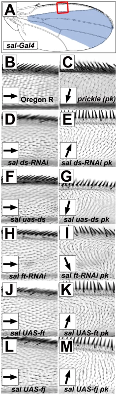 Gradients/boundaries of Ft/Ds pathway gene expression modify the <i>pk<sup>pk</sup></i> hair polarity phenotype.