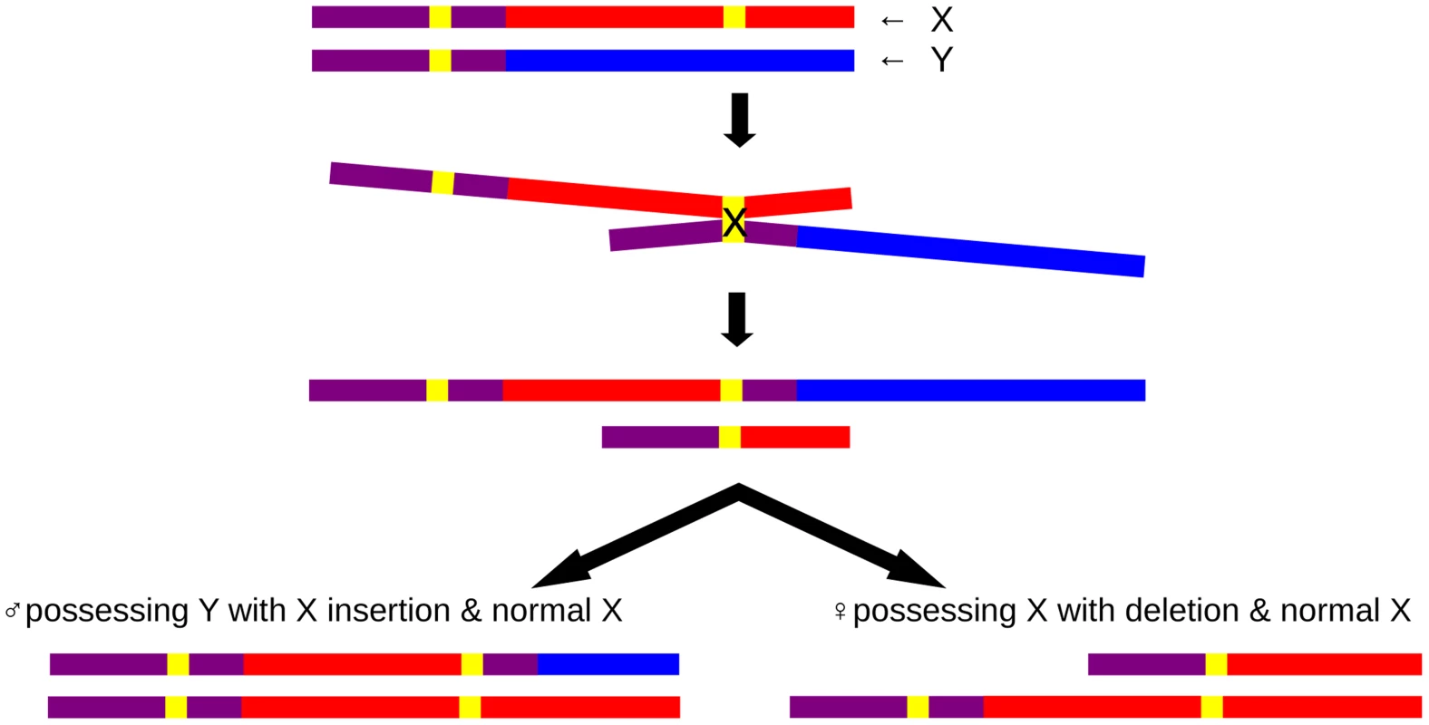 Schematic insertional translocation representation by non-allelic homologous recombination.