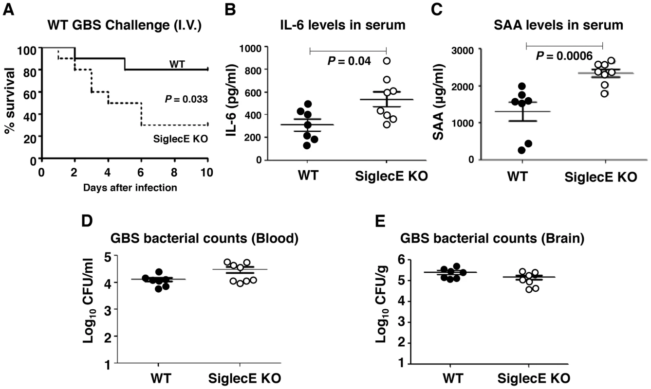 Absence of Siglec-E exacerbates inflammation and accelerates mortality in a systemic lethal dose GBS challenge.