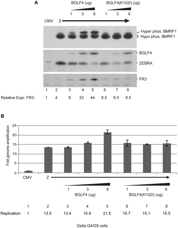 Increasing concentrations of wild-type BGLF4, but not the kinase dead mutant, enhances late gene expression.