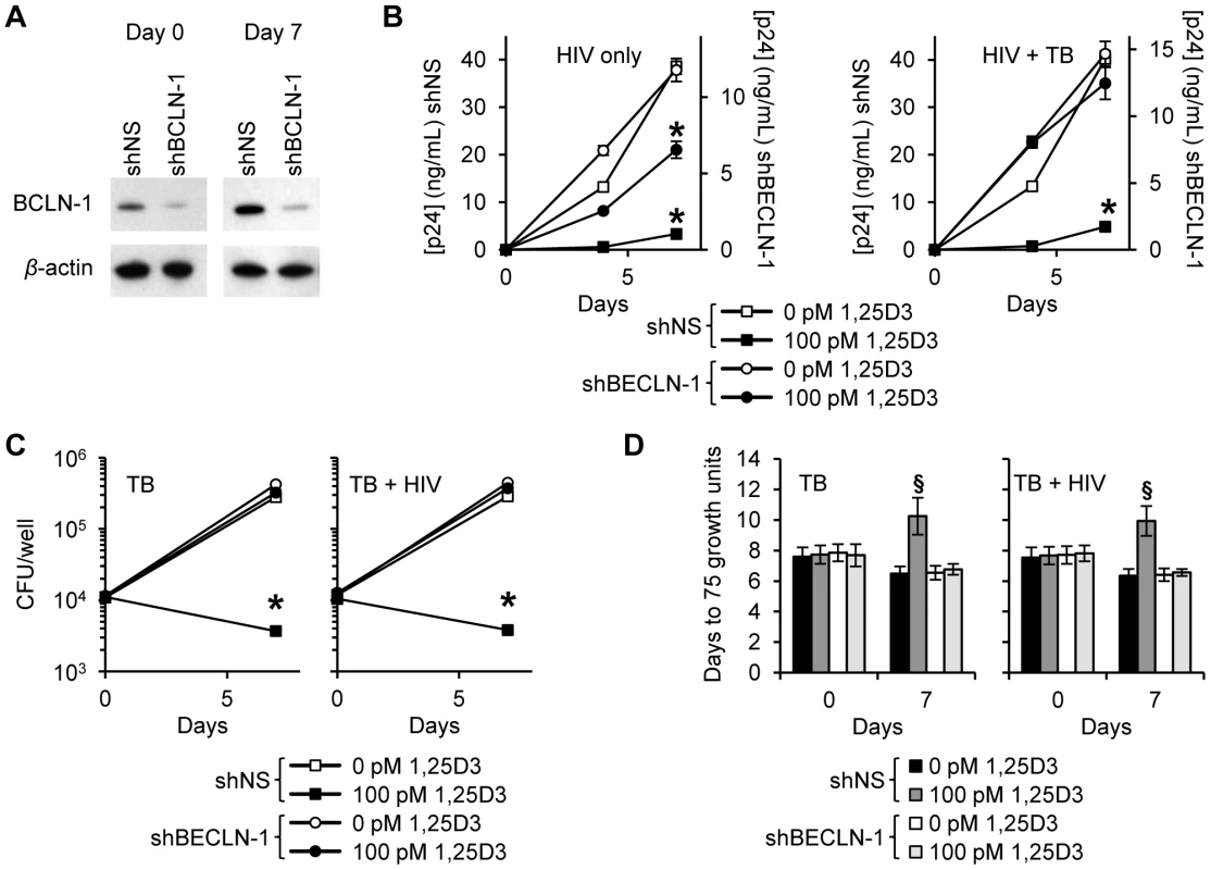 1,25D3 inhibition of HIV and <i>M. tuberculosis</i> is Beclin-1 dependent.