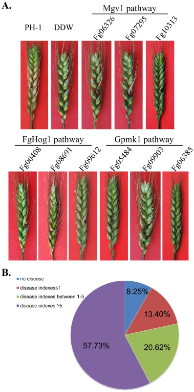 Infection assays with flowering wheat heads.