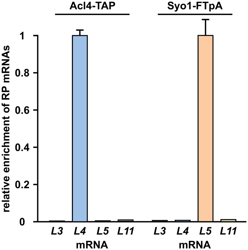 Co-translational capturing of Rpl4 by Acl4.