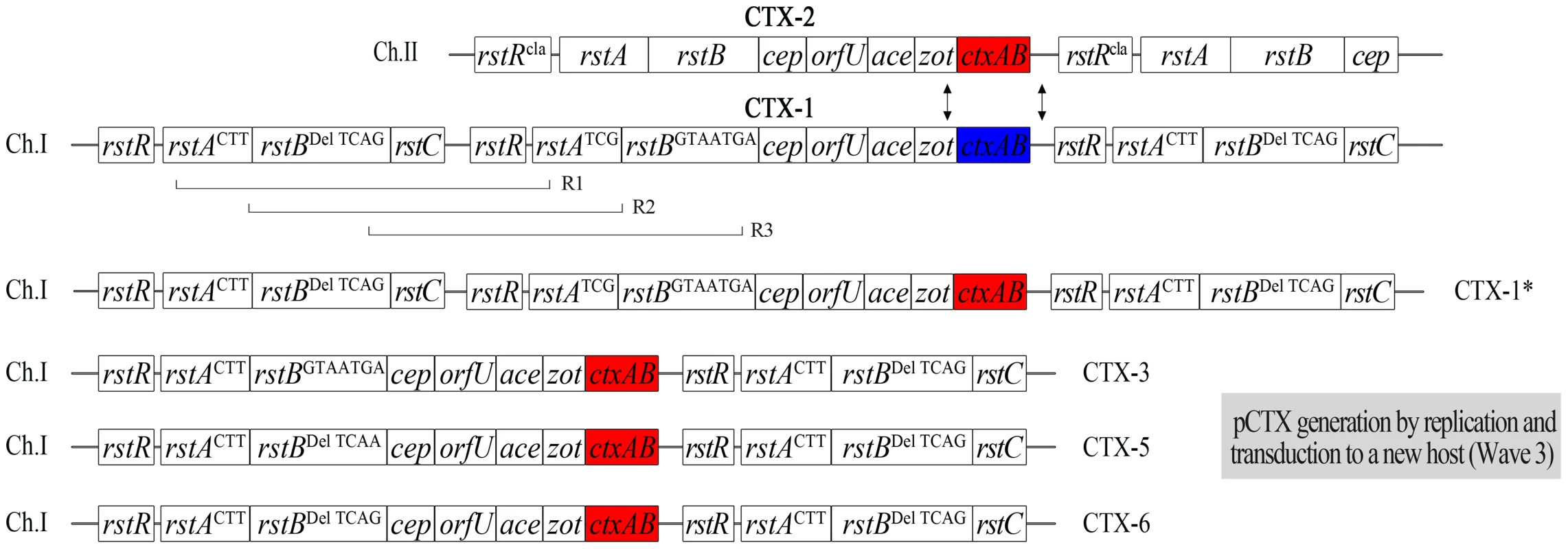 The generation of new mosaic CTX phages from V212-1 by inter-strand recombination between CTX phages and intra-strand recombination between CTX-1 and RS1 on chromosome 1.