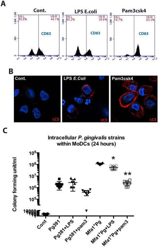 TLRs activation restores LC3-II expression and inhibits the growth of Mfa1<sup>+</sup>Pg within human MoDCs.