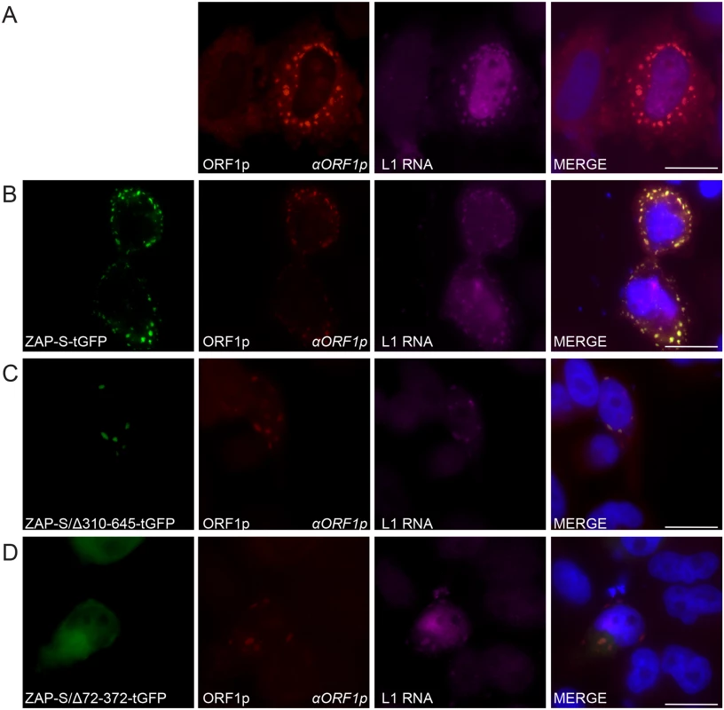 The co-localization of ZAP with L1 RNA and ORF1p in HeLa cells.