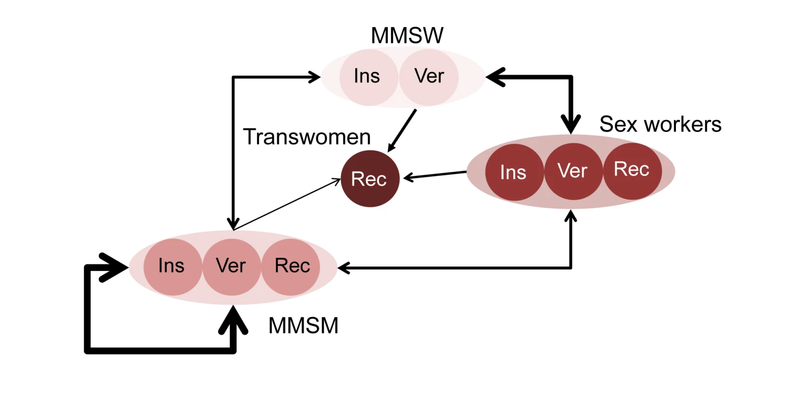 Model representation of sexual mixing and sexual positioning among MSM and transwomen.