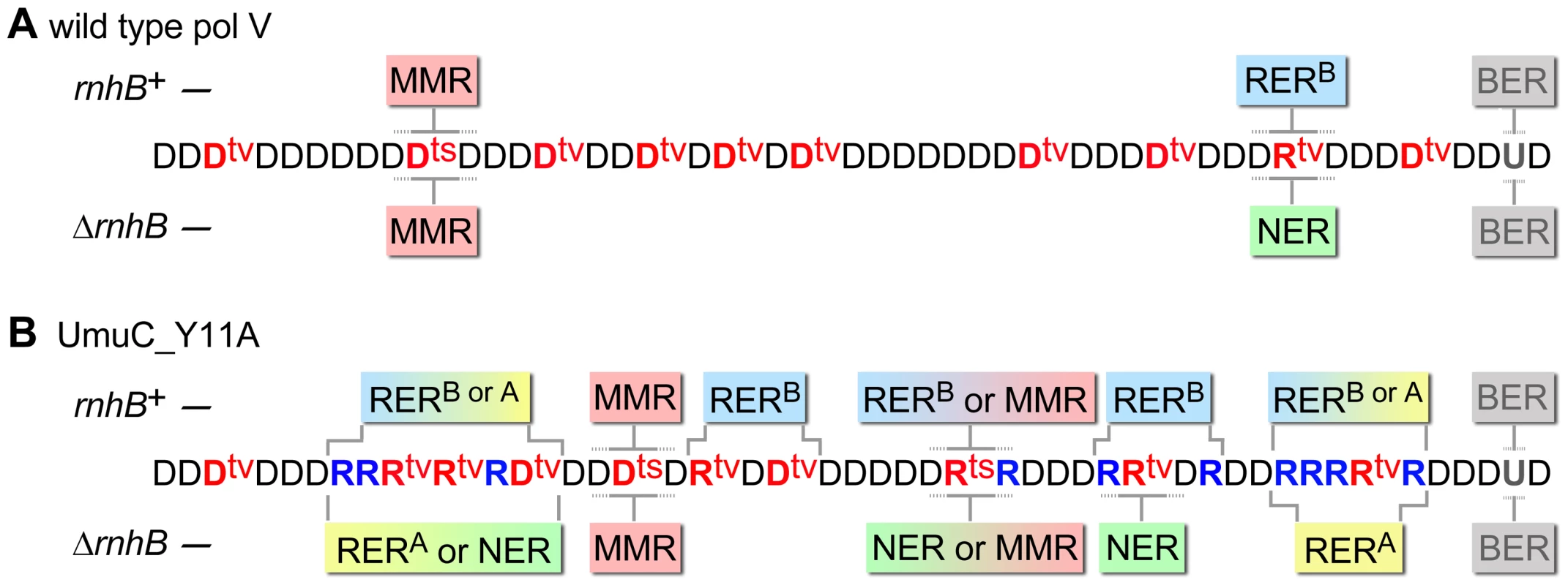 Various DNA repair pathways compete, cooperate, or substitute for each other in order to sanitize the <i>E.coli</i> chromosome from mispairs, uracils and incorporated rNMPs.