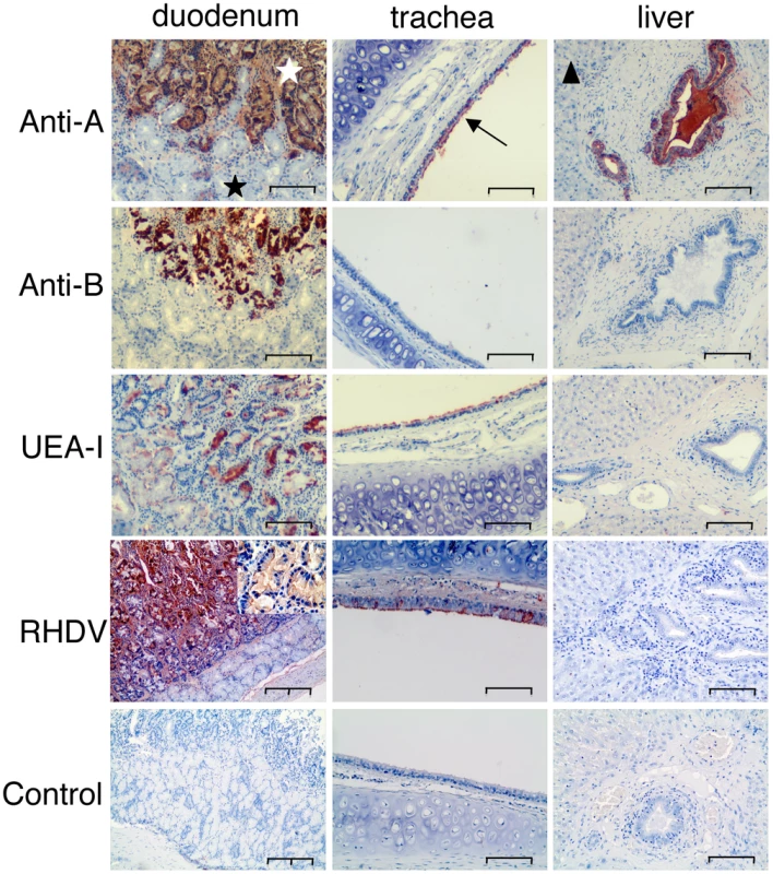 Immunohistochemistry of A, B and H expression and RHDV binding to duodenum and trachea.