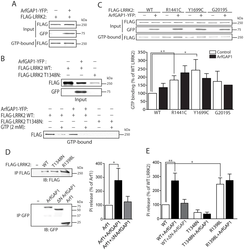ArfGAP1 enhances the GTP hydrolysis activity of LRRK2.