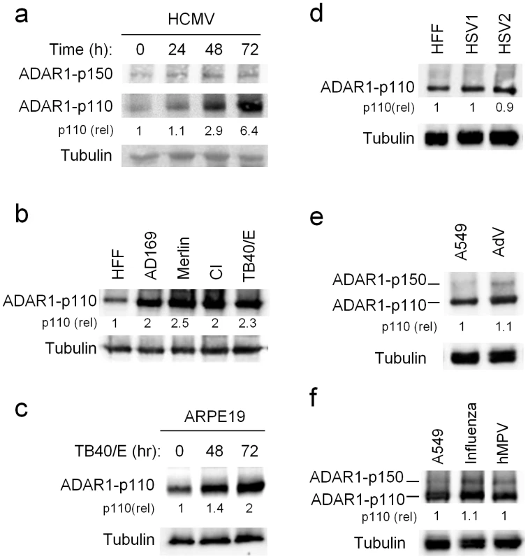 ADAR1-p110 is induced during HCMV infection.
