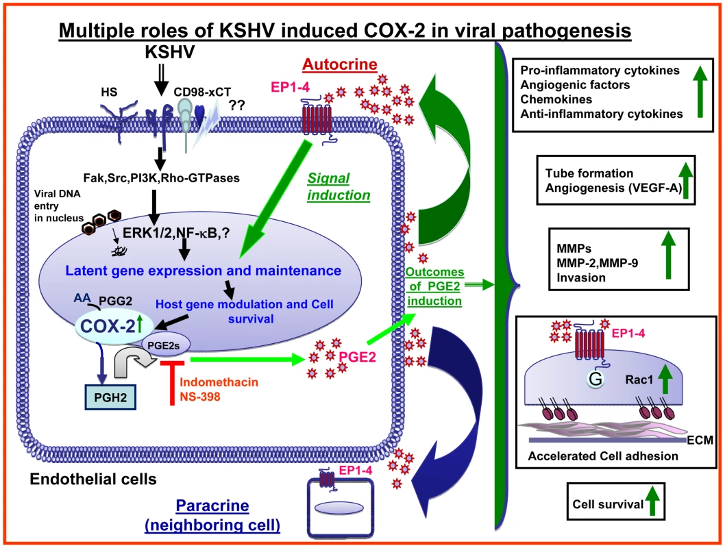 Schematic diagram depicting the multiple outcomes of KSHV induced COX-2 in endothelial cells, consequences and role in pathogenesis.
