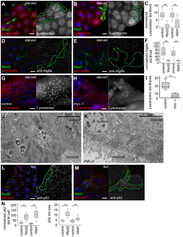 Myc is necessary for starvation-induced autophagy in Drosophila.