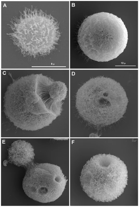 Scanning electron microscopy of cells grown in vitro and of giant cells.