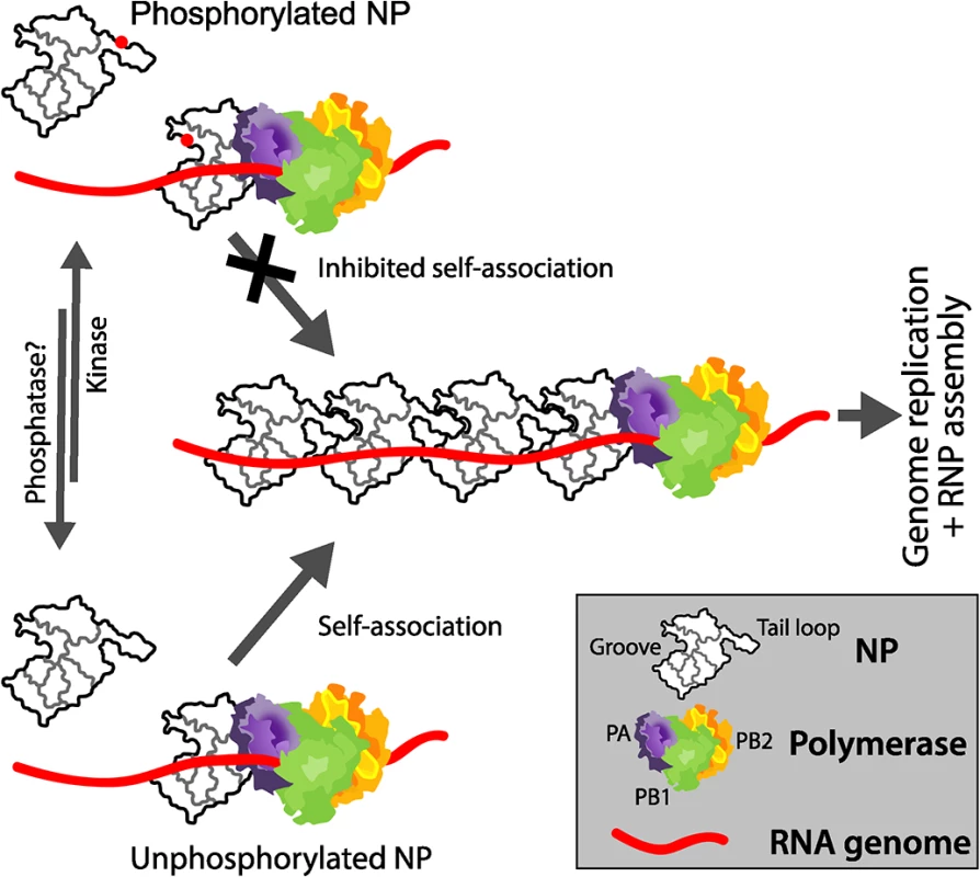 Mechanistic model for the regulated oligomerization of NP and RNP assembly.