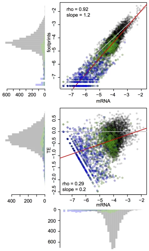 Global mRNA and footprint abundance.
