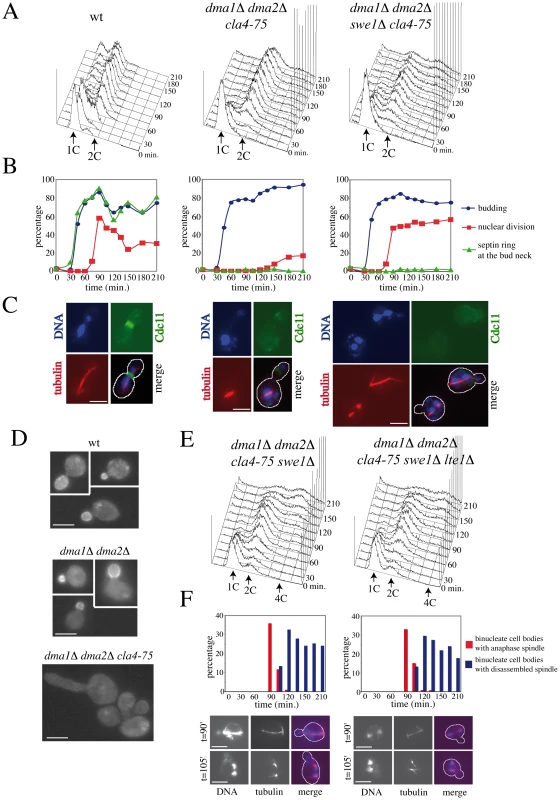 Morphogenesis checkpoint and SPOC response to spindle mispositioning in cells lacking Dma proteins and Cla4.