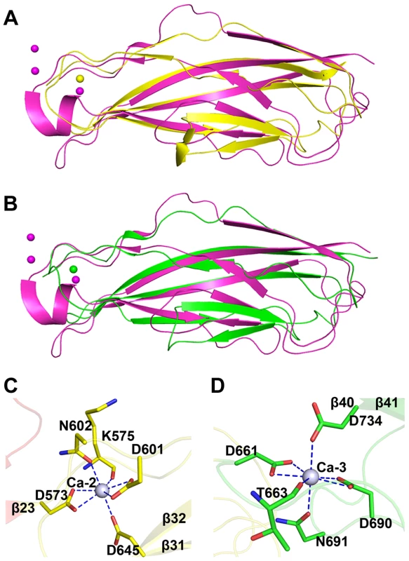 Structural comparison and the calcium coordination patterns of the CDHL modules.
