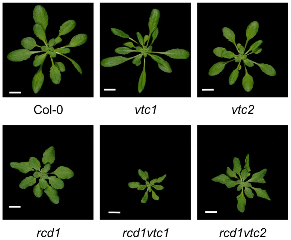 Constitutive SIMR in the <i>rcd1</i> mutant is enhanced by ascorbate deficiency.