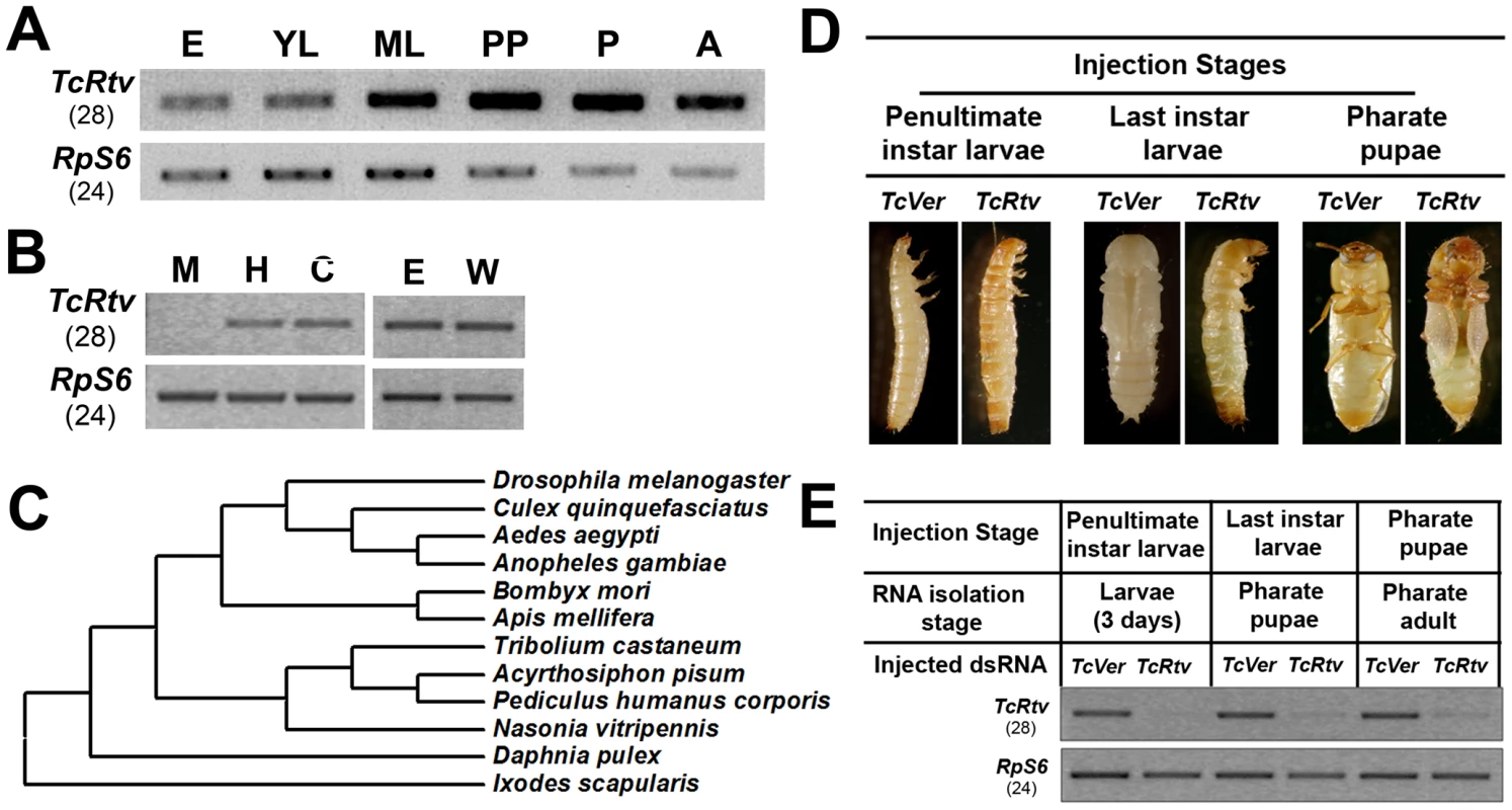 TcRtv is a conserved protein required for insect molting.