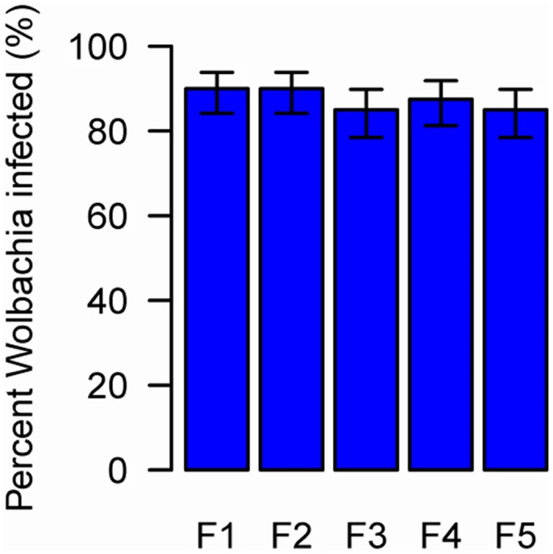 The prevalence of newly-acquired <i>Wolbachia</i> in AsiaII7 whitefly over five generations.
