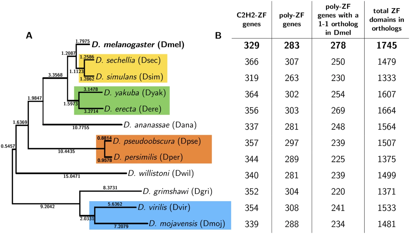 Phylogenetic tree relating 12 <i>Drosophila</i> species.