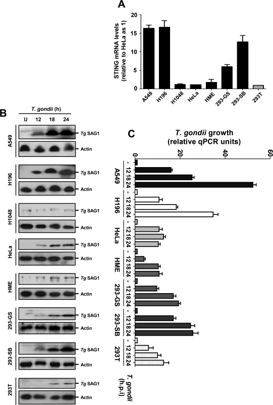 STING levels and <i>T</i>. <i>gondii</i> replication in selected human cells.