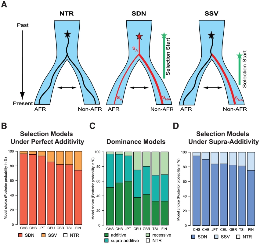 (A) Graphical representation of the different models of selection tested in the ABC analysis (NTR - neutral, SDN - selection on a de novo mutation, and SSV - selection on standing variation).
