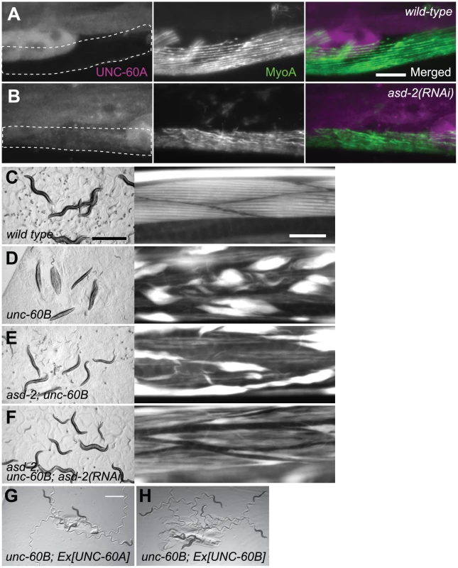ASD-2 regulates alternative pre-mRNA processing of the endogenous <i>unc-60</i> gene in body wall muscles.