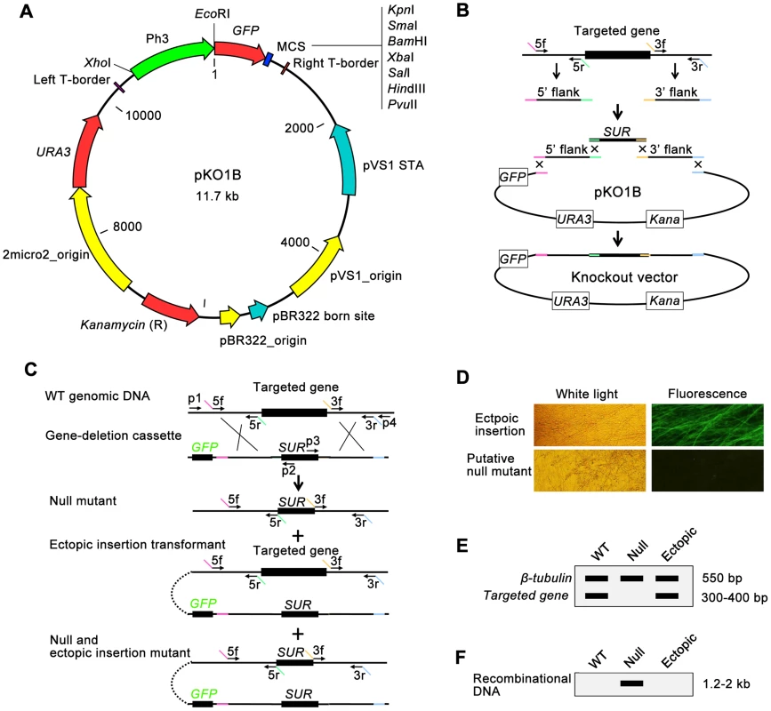 Overview of the high-throughput gene knockout system in fungus.