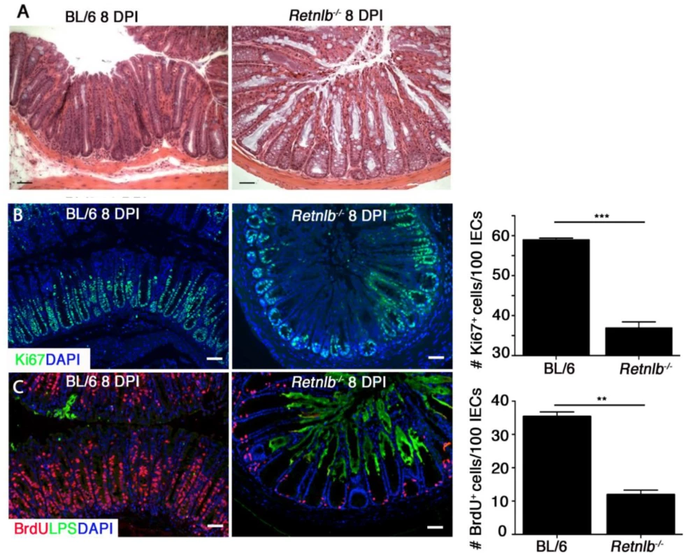 <i>Retnlb</i><sup><i>-/-</i></sup> mice display defective epithelial proliferative responses predisposing to deep infection of colonic crypts.