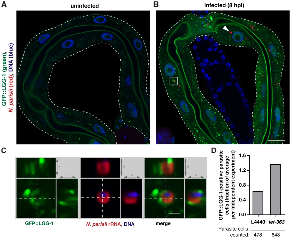 Targeting of <i>N. parisii</i> cells by the autophagy marker GFP::LGG-1 increases upon <i>let-363</i>/TOR RNAi.
